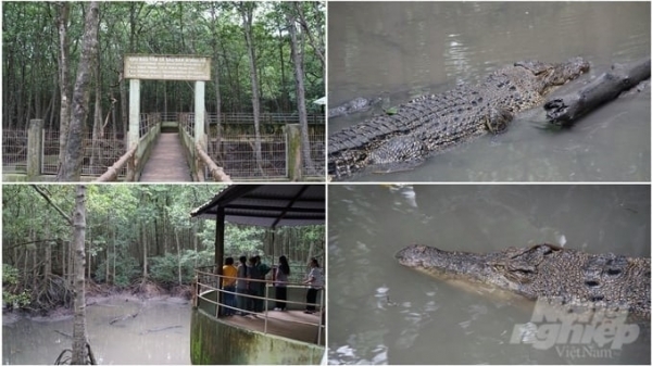 An escape for the crocodile industry